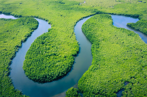 Amazônia abriga um terço da madeira tropical do mundo. (Fonte: Curioso Photography/Shutterstock)