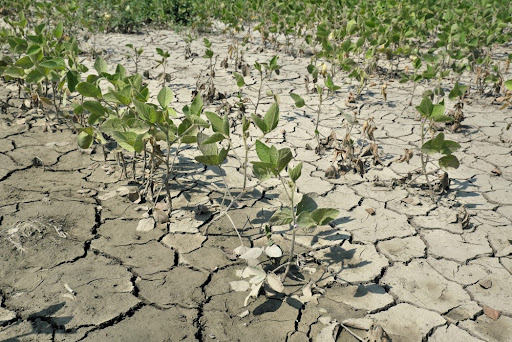 Mudanças climáticas podem inviabilizar produção agrícola no Centro-Oeste. (Fonte: Sima/Shutterstock)