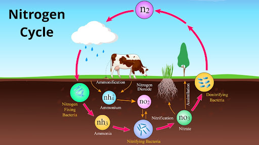 Ciclo do nitrogênio. (Fonte: Ant animation/Shutterstock/Reprodução)