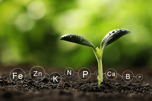  Adubo e fertilizantes enriquecem o solo com nutrientes. (Fonte: New Africa/Shutterstock/Reprodução)