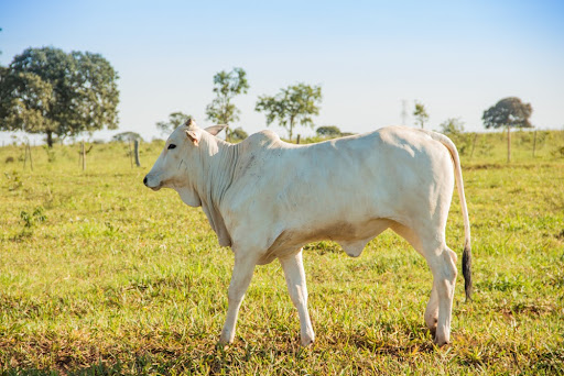 Melhoramentos genéticos de pasto e de animais podem reduzir a emissão de metano. (Fonte: Shutterstock/Reprodução)