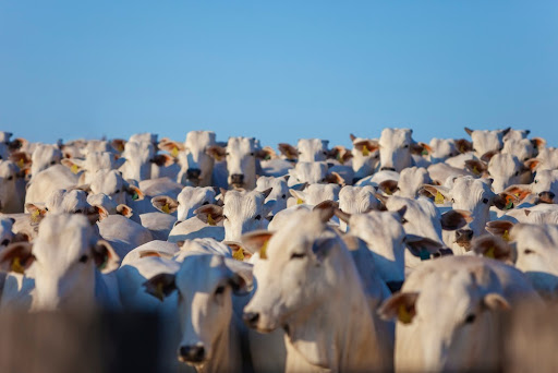 65% das emissões de metano no Brasil são causadas pela agropecuária. (Fonte: Shutterstock/Reprodução)