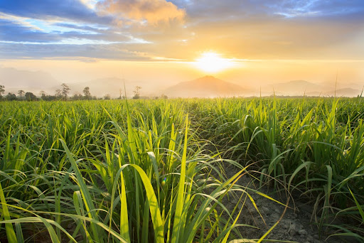 A cana-de-açúcar resistente à broca da cana está começando a se disseminar no Brasil. (Fonte: Shutterstock)