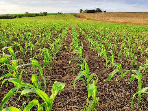 Safra de milho não deverá ser prejudicada pelo La Niña. (Fonte: Vinicius Abe/Shutterstock)