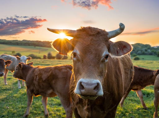Retomada de exportações de carne bovina para a China foi autorizada. (Fonte: Gatien GREGORI/Shutterstock)