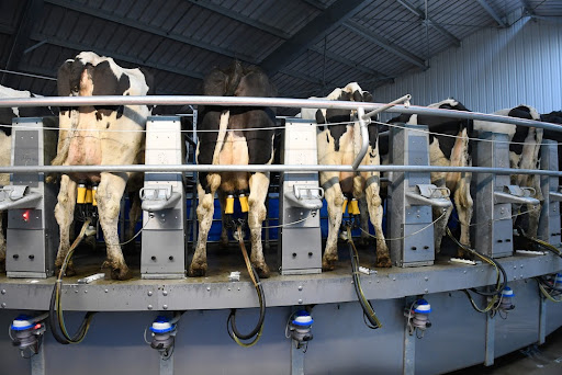 Produção de leite A2 costuma ser realizada de forma intensiva. (Fonte: Philippe Montigny/Shutterstock)