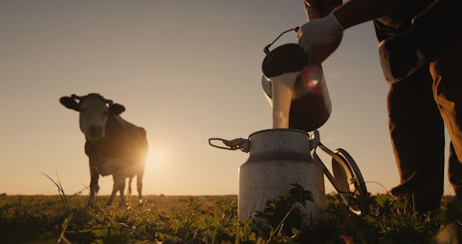 Genoma da vaca define qual tipo de leite o animal produzirá. (Fonte: StockMedia Seller/Shutterstock)