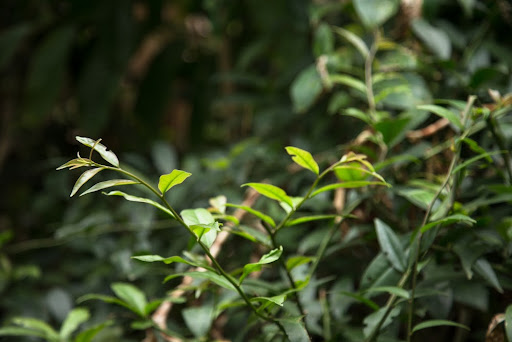 A ora-pro-nóbis é uma trepadeira da família das cactáceas muito comum no Brasil. (Fonte: Shutterstock)