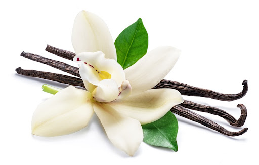 A verdadeira baunilha é uma especiaria caríssima, feita das vagens da planta Vanilla planifolia (Fonte: Shutterstock)
