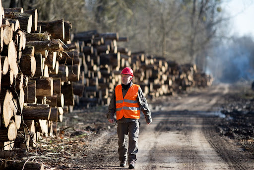 Produção de madeira em tora representa maior parte das oportunidades de trabalho na silvicultura brasileira. (Fonte: Budimir Jevtic/Shutterstock)