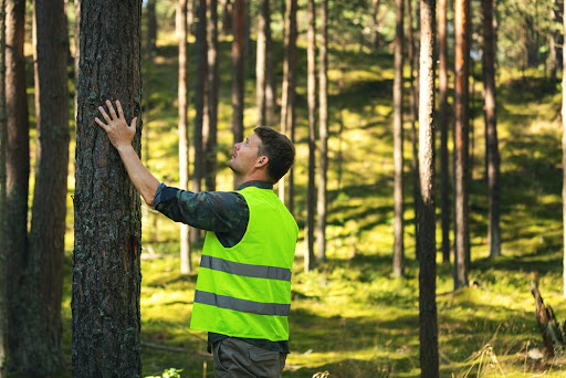 Silvicultores são responsáveis pelo manejo e conservação de florestas. (Fonte: Ronstik/Shutterstock)