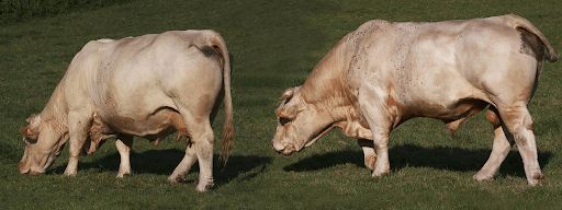 Estância Sá Brito oferta touros e terneiras Charolês nesta sexta (16/10)  pelo Lance Rural - Associação Brasileira de Criadores de Charolês