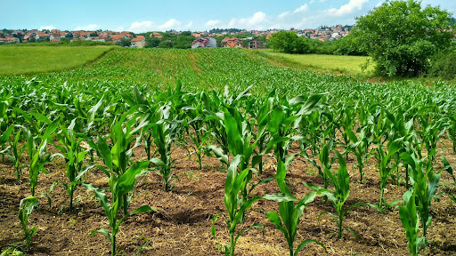 O milho da primeira safra foi uma das culturas mais afetadas pelo clima no Brasil, especialmente no Paraná. (Fonte: Pexels/Reprodução)
