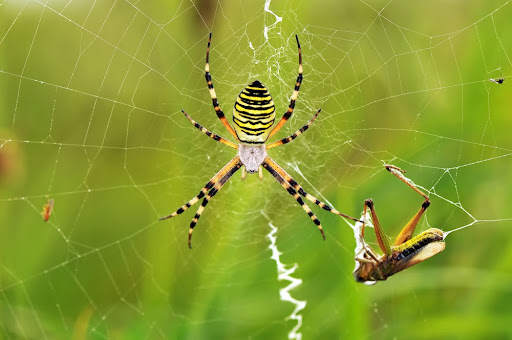 O veneno da aranha-vespa é estudado no controle de pragas por ser eficaz contra as presas do aracnídeo. (Fonte: Shutterstock/Bildagentur Zoonar GmbH/reprodução)