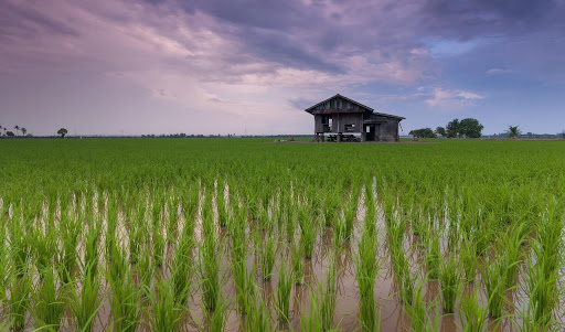 Culturas irrigadas, como arroz, também sofrem com falta de chuvas. (Fonte: Pexels/Pixabay/Reprodução)