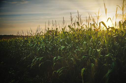 Commodities agrícolas podem sofrer queda nos preços em 2022. (Fonte: Pexels/Reprodução)