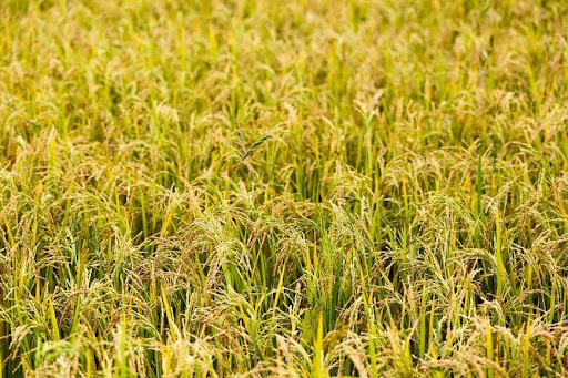 Produção de arroz deve sofrer leve redução (Fonte: Unsplash/Reprodução)