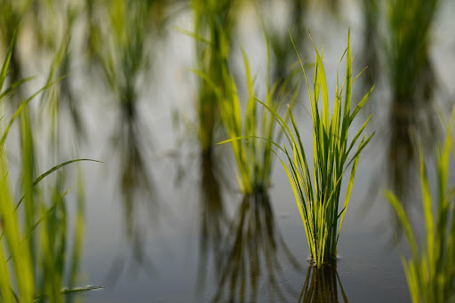 1.665,7 mil hectares deverão ser semeados com arroz em 2022 (Fonte: Unsplash/Reprodução)