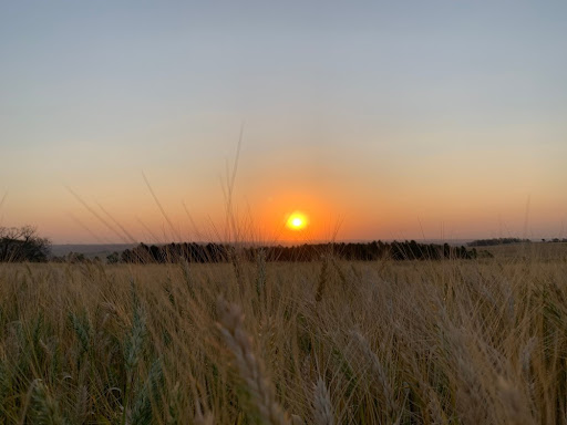 Região Sul, maior produtora de trigo do País, sofreu com longas secas e até geadas. (Fonte: Shutterstock/Reprodução)