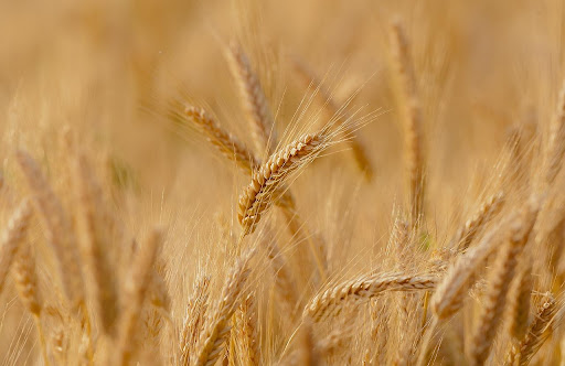 Trigo é uma alternativa para propriedades produtores de soja durante a entressafra. (Fonte: Candiix/Pixabay/Reprodução)