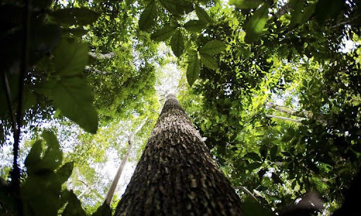 Projetos de preservação de áreas naturais são geradores de crédito de carbono. (Fonte: Agência Brasil/Reprodução)