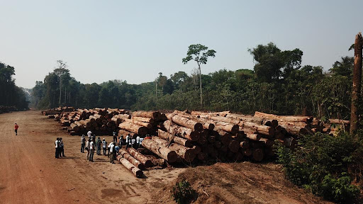 Entre janeiro e abril, a madeira não pode ser extraída de áreas de manejo sustentável. (Fonte: Diego Monteiro/Governo de Rondônia/Reprodução)