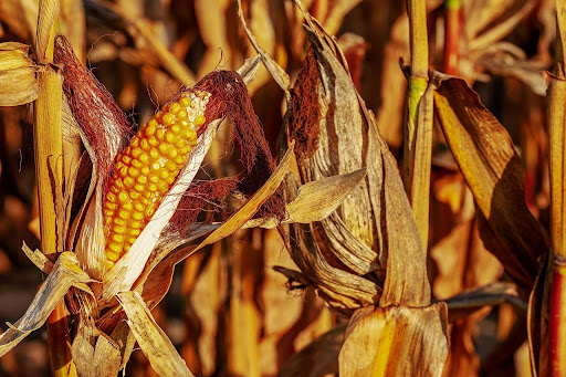 Período de seca provocou quebra de safra de milho no Sul do Brasil pelo segundo ano consecutivo. (Fonte: Couleur/Pixabay/Reprodução)