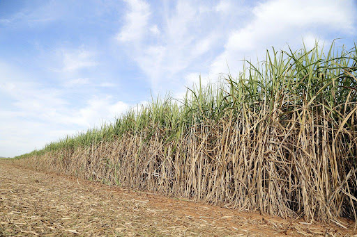 Milhares de pequenas e médias propriedades rurais no Brasil não estão devidamente regularizadas. (Fonte: Pixabay/Reprodução)