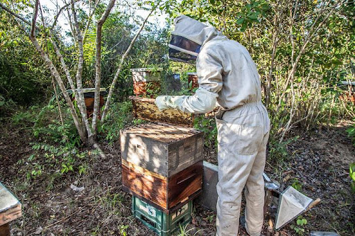 O desenvolvimento de atividades como a apicultura pode gerar isenções. (Fonte: Pexels/Reprodução)