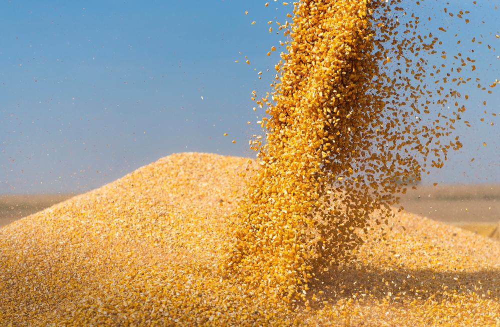 Ração animal a base de milho e soja são um dos principais custos da pecuária brasileira. (Fonte: Shutterstock)