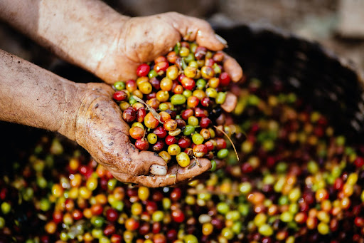 Brasil é o principal produtor e exportador de café verde do mundo. (Fonte: Pexels/Reprodução)