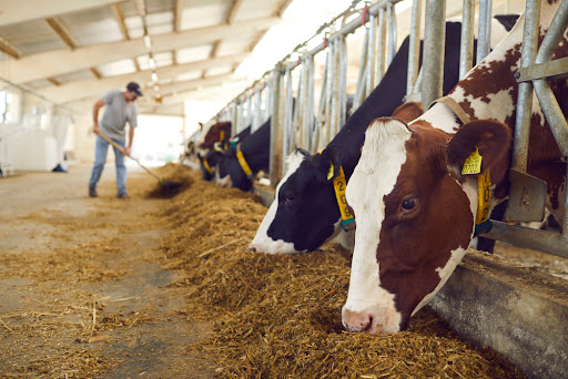 A manutenção da nutrição bovina exige técnicas que vão além da simples dispensação da ração. (Fonte: Shutterstock/Reprodução)