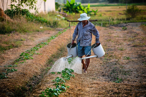 Agricultores familiares têm direito à aposentadoria especial. (Fonte: Nguyenkhacqui/Pixabay/Reprodução)
