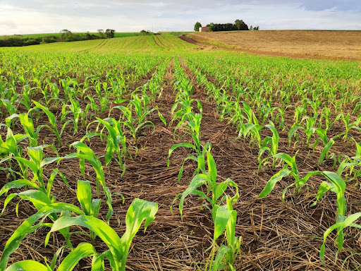A rotação de culturas protege o solo e aumenta a capacidade de infiltração de água. (Fonte: Shutterstock/Reprodução)