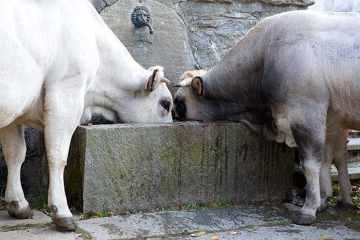 O uso de bebedouros pode melhorar o processo de engorda de animais. (Fonte: Shutterstock/Reprodução)