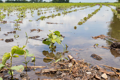 O agronegócio é responsável por 70% do consumo de água no mundo. (Fonte: Shutterstock/Reprodução)
