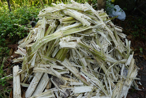 Bagaço da cana-de-açúcar é a principal matéria-prima da bioeletricidade brasileira. (Fonte: Shutterstock/Reprodução)