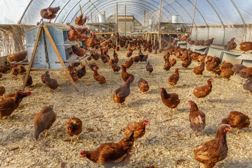 A quantidade ideal de frangos por m2 garante a melhor produtividade para a granja. (Fonte: Shutterstock/Reprodução)