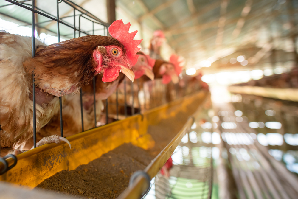 Produção de aves dos EUA sofre para repor mão de obra perdida durante a pandemia. (Fonte: Shutterstock/Reprodução)