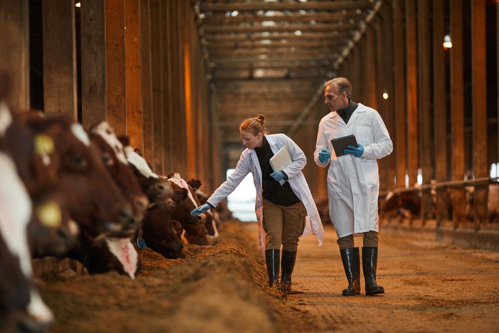 Adoção de técnicas intensivas na pecuária requer atualização dos profissionais. (Fonte: Shutterstock)