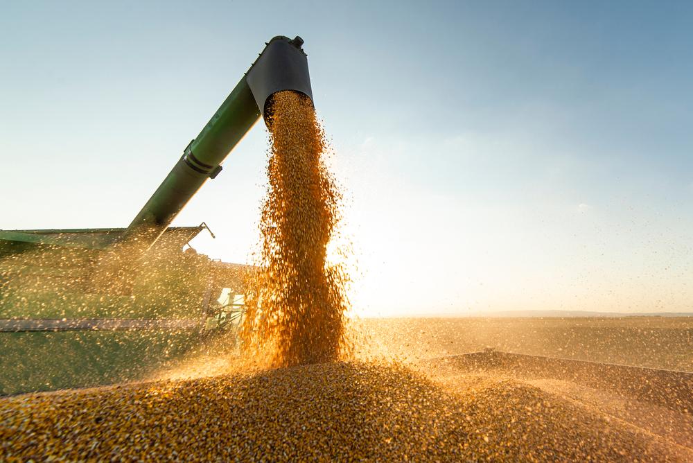 Chuvas podem atrapalhar colheita de soja em várias regiões produtoras. (Fonte: Shutterstock)