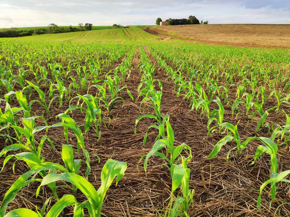 Investidor ainda desconhece oportunidades oferecidas pelos ativos ligados ao agro. (Fonte: Shutterstock/Reprodução)