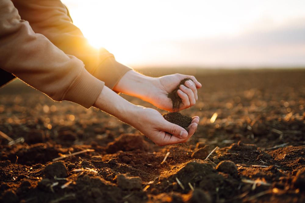 Os fertilizantes orgânicos têm menor densidade de nutrientes, mas compensam em outros aspectos (Fonte: Shutterstock)