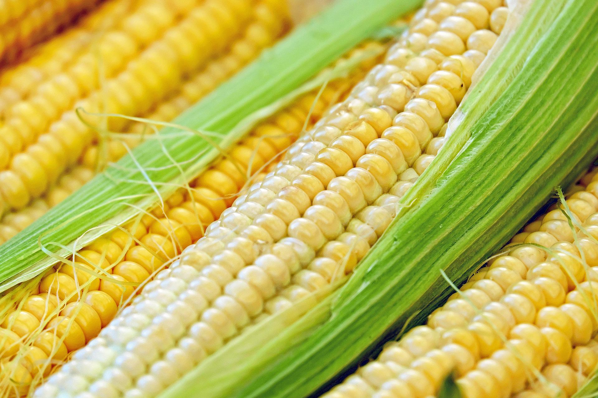 Preço do milho ainda segue competitivo na Argentina e nos estados do Centro-Oeste Brasileiro. (Fonte: Pixabay)
