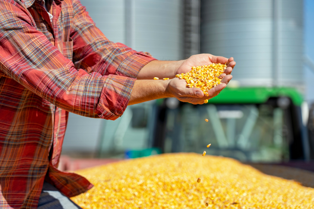 Aumento do valor internacional do milho faz que as exportações se tornem mais interessantes para os produtores brasileiros. (Fonte: Shutterstock/Reprodução)