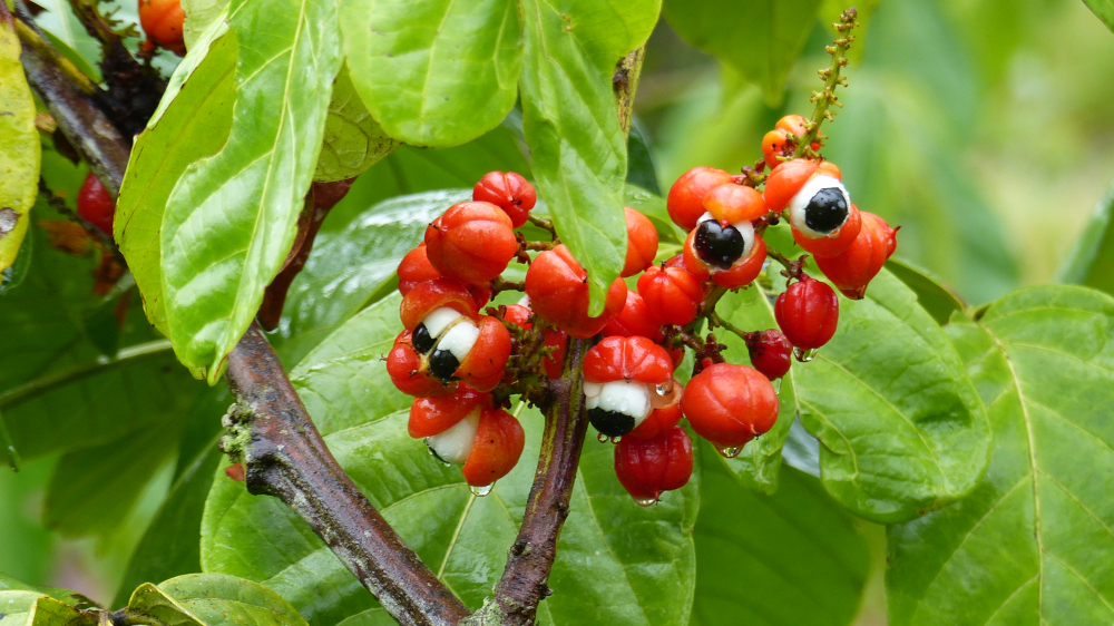 Os pequenos frutos do guaraná se organizam em cachos. (Fonte: Shutterstock/Reprodução)