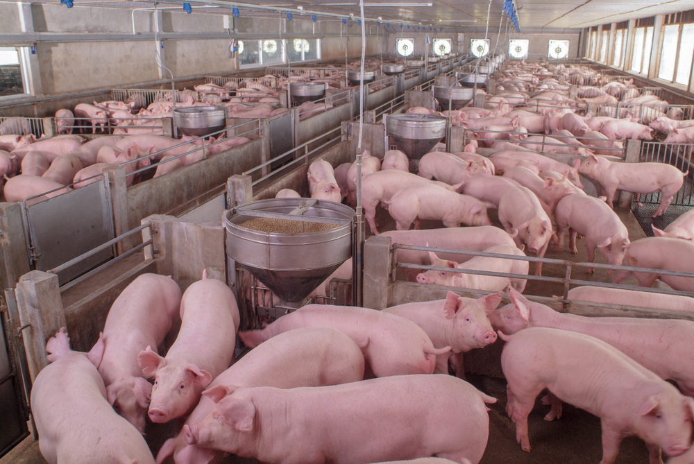 A ingestão de carne suína é proibida para os islâmicos devido à alimentação do animal e a seus hábitos pouco higiênicos. (Fonte: Shutterstock/Reprodução)