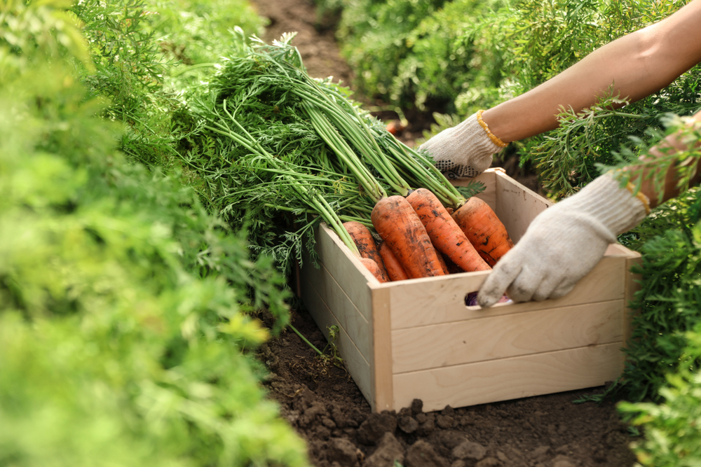 Preço da cenoura só deve se estabilizar a partir do inverno. (Fonte: Shutterstock/Reprodução)