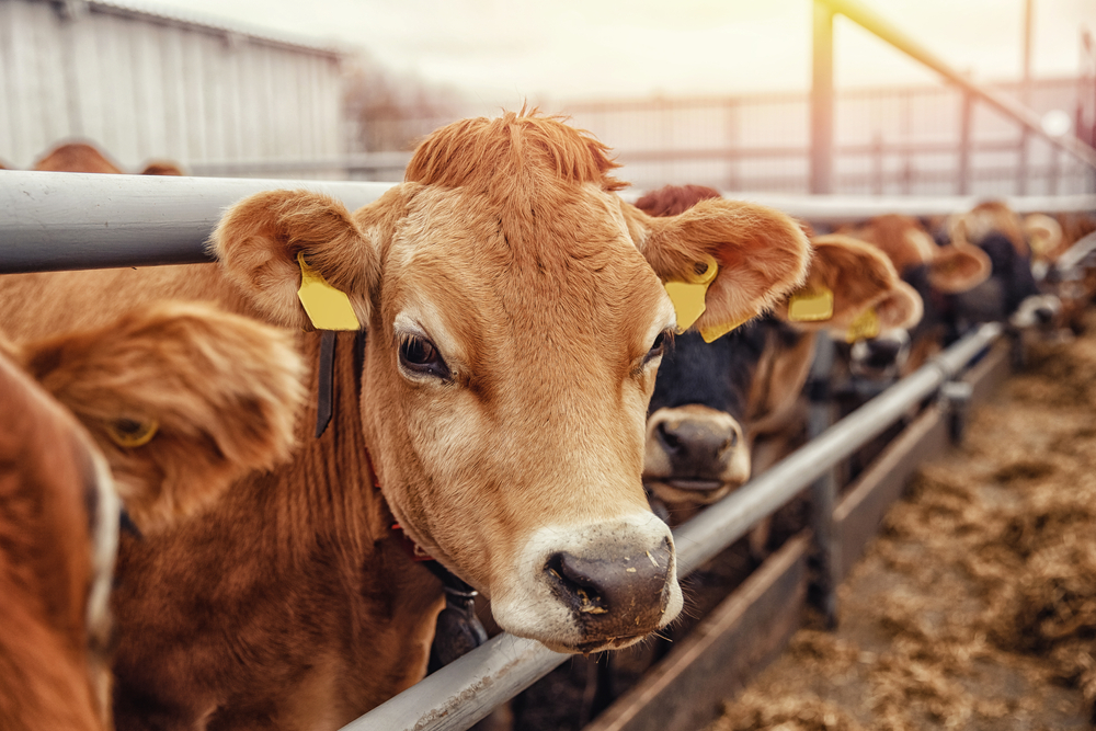 Preço da proteína animal deve continuar elevado em 2022, devido às altas de commodities, como milho e soja. (Fonte: Shutterstock/Reprodução)