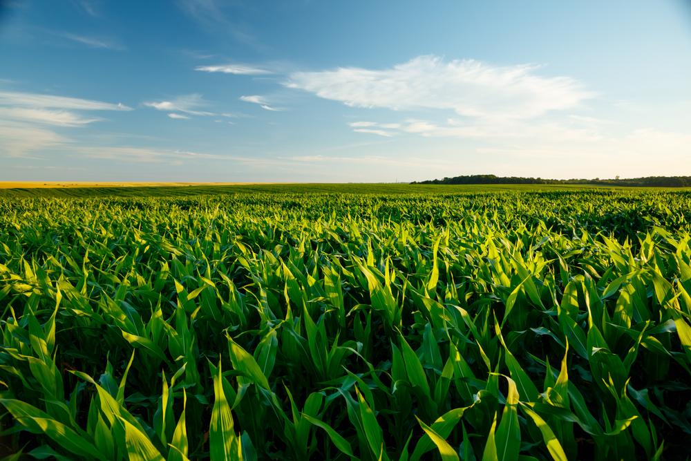 Alto custo dos insumos e expectativa da volta do milho ucraniano ao mercado tornaram a aposta no grão menos interessante para os produtores norte americanos. (Fonte: Shutterstock/Reprodução)